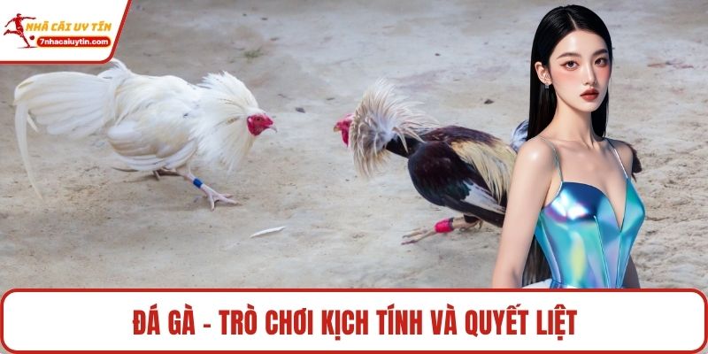 Đá gà - Trò chơi kịch tính và quyết liệt